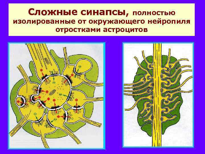 Сложные синапсы, полностью изолированные от окружающего нейропиля отростками астроцитов 