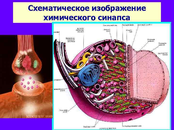 Схематическое изображение химического синапса 