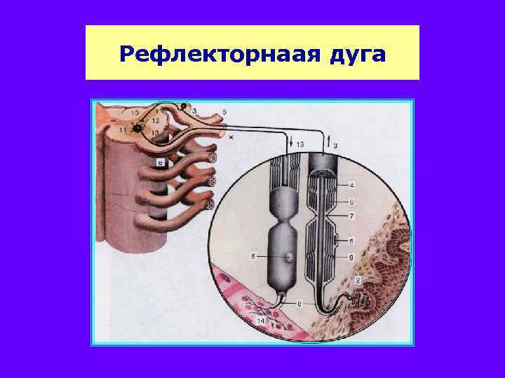 Рефлекторнаая дуга 