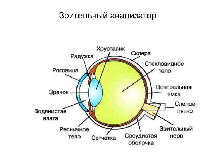 Зрительный анализатор 