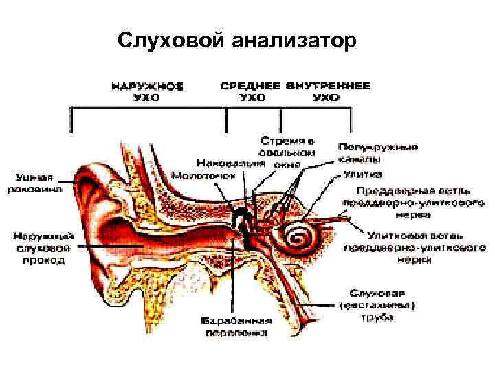 Слуховой анализатор 