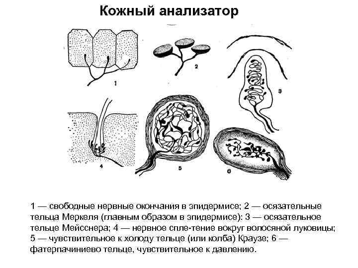 Кожный анализатор 1 — свободные нервные окончания в эпидермисе; 2 — осязательные тельца Меркеля