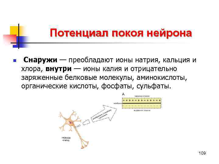 Потенциал покоя нейрона n Снаружи — преобладают ионы натрия, кальция и хлора, внутри —