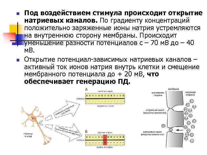 n n Под воздействием стимула происходит открытие натриевых каналов. По градиенту концентраций положительно заряженные
