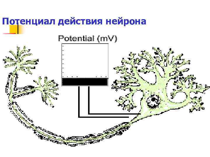 Потенциал действия нейрона 