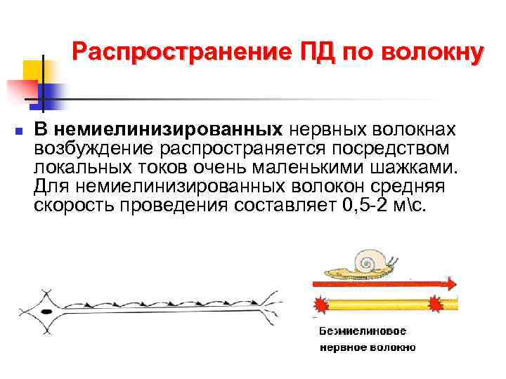 Распространение ПД по волокну n В немиелинизированных нервных волокнах возбуждение распространяется посредством локальных токов