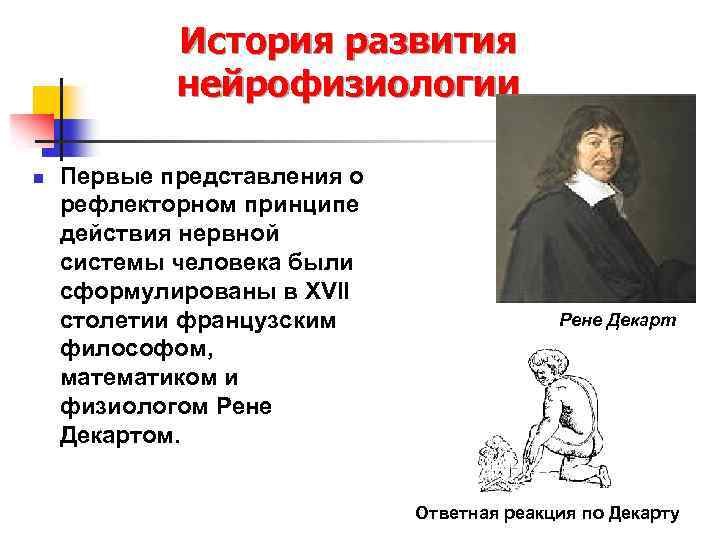 История развития нейрофизиологии n Первые представления о рефлекторном принципе действия нервной системы человека были