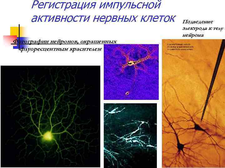 Регистрация импульсной активности нервных клеток Фотографии нейронов, окрашенных флуоресцентным красителем Подведение электрода к телу