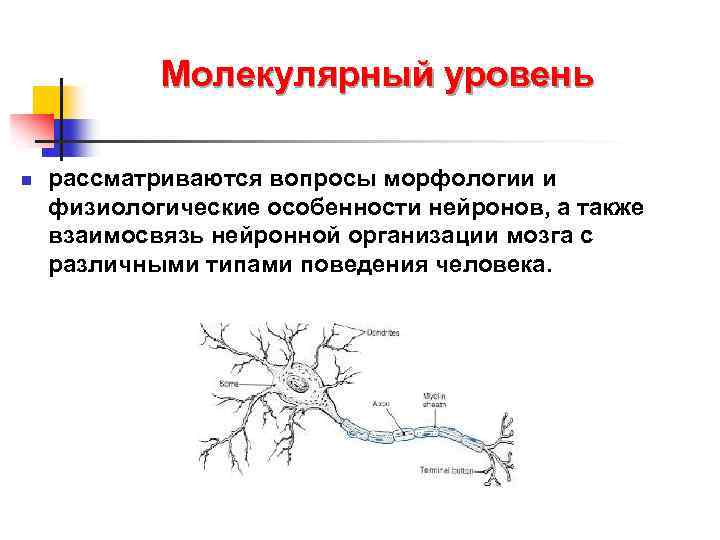 Молекулярный уровень n рассматриваются вопросы морфологии и физиологические особенности нейронов, а также взаимосвязь нейронной