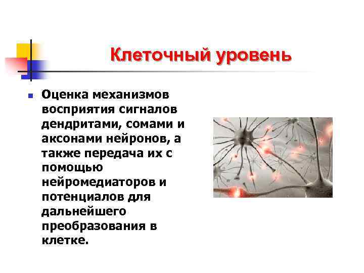 Клеточный уровень n Оценка механизмов восприятия сигналов дендритами, сомами и аксонами нейронов, а также