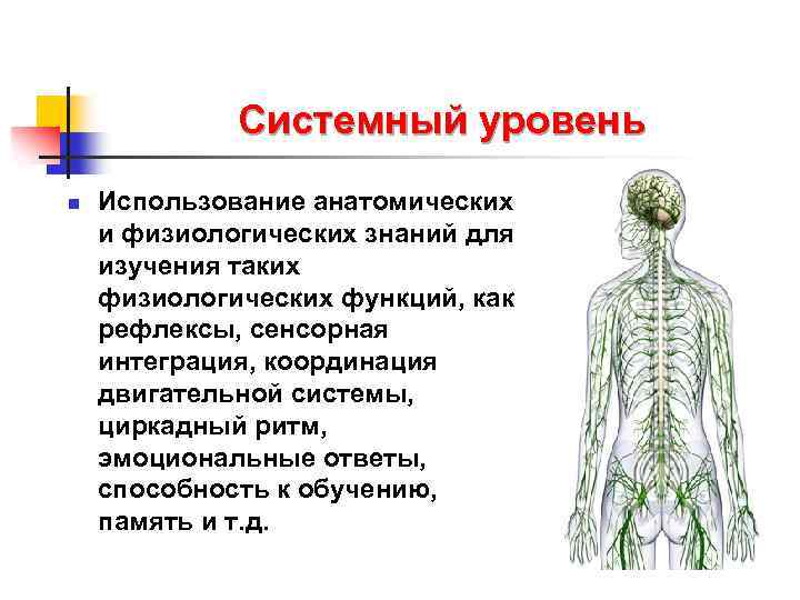 Системный уровень n Использование анатомических и физиологических знаний для изучения таких физиологических функций, как