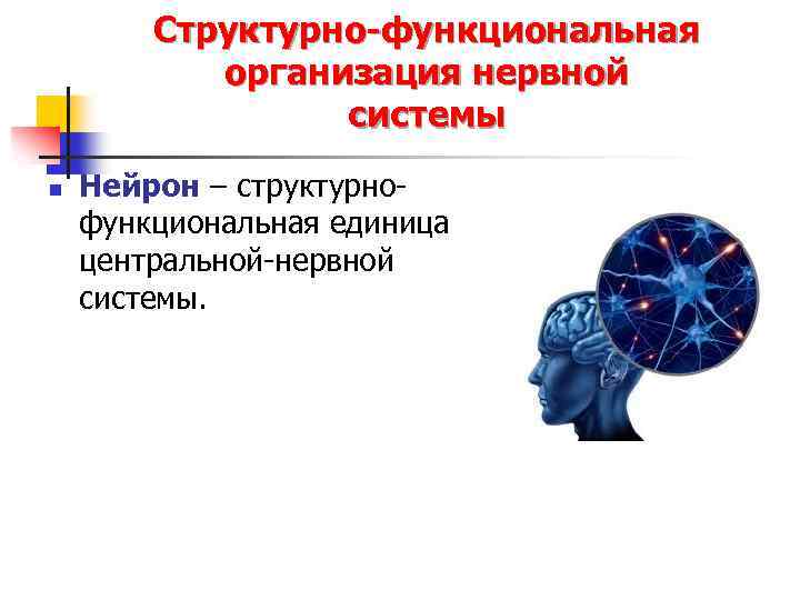 Структурно-функциональная организация нервной системы n Нейрон – структурнофункциональная единица центральной-нервной системы. 