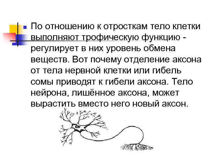 n По отношению к отросткам тело клетки выполняют трофическую функцию регулирует в них уровень