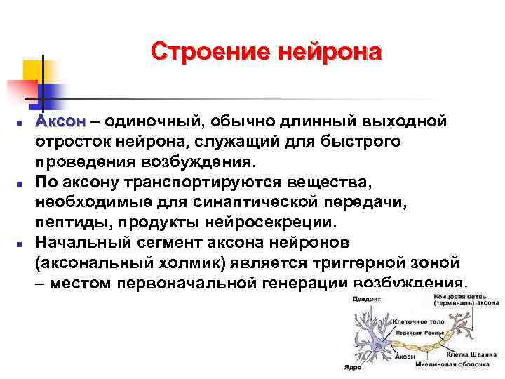 Строение нейрона n n n Аксон – одиночный, обычно длинный выходной отросток нейрона, служащий
