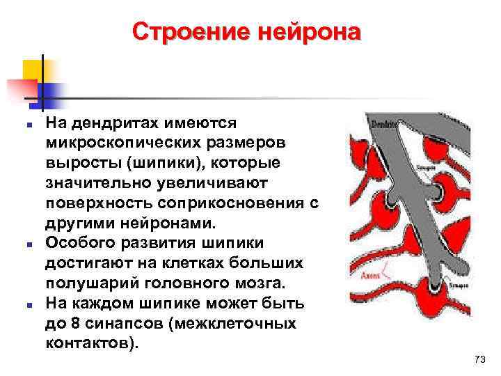 Строение нейрона n n n На дендритах имеются микроскопических размеров выросты (шипики), которые значительно