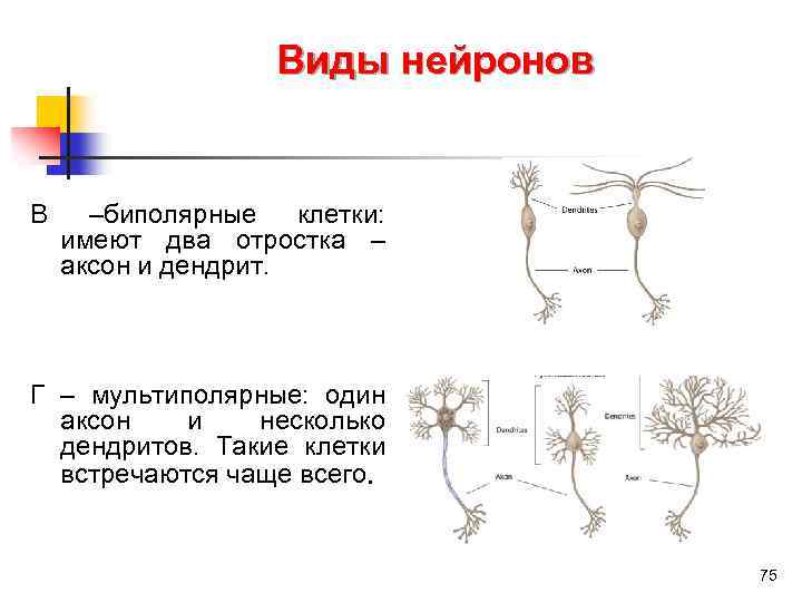 Виды нейронов В –биполярные клетки: имеют два отростка – аксон и дендрит. Г –