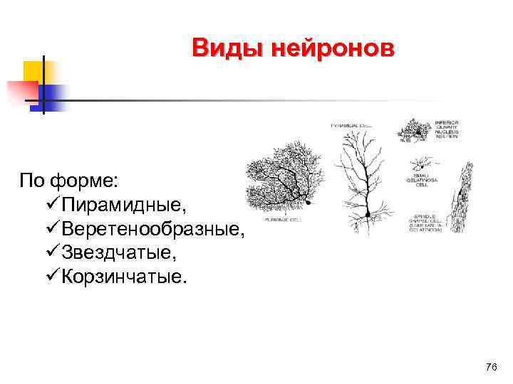 Виды нейронов По форме: üПирамидные, üВеретенообразные, üЗвездчатые, üКорзинчатые. 76 