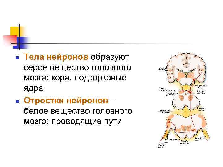 n n Тела нейронов образуют серое вещество головного мозга: кора, подкорковые ядра Отростки нейронов