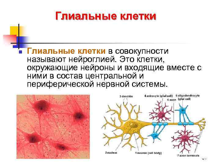 Глиальные клетки n Глиальные клетки в совокупности называют нейроглией. Это клетки, окружающие нейроны и