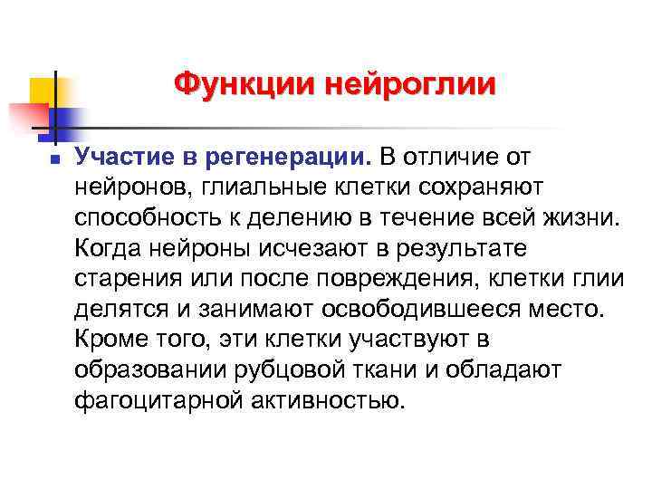 Функции нейроглии n Участие в регенерации. В отличие от нейронов, глиальные клетки сохраняют способность