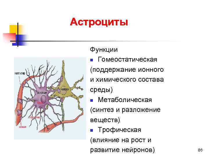 Астроциты Функции n Гомеостатическая (поддержание ионного и химического состава среды) n Метаболическая (синтез и