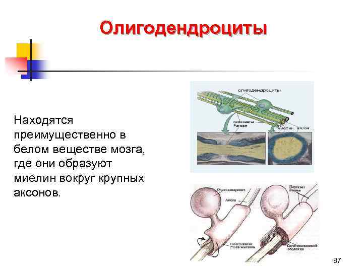 Олигодендроциты Находятся преимущественно в белом веществе мозга, где они образуют миелин вокруг крупных аксонов.