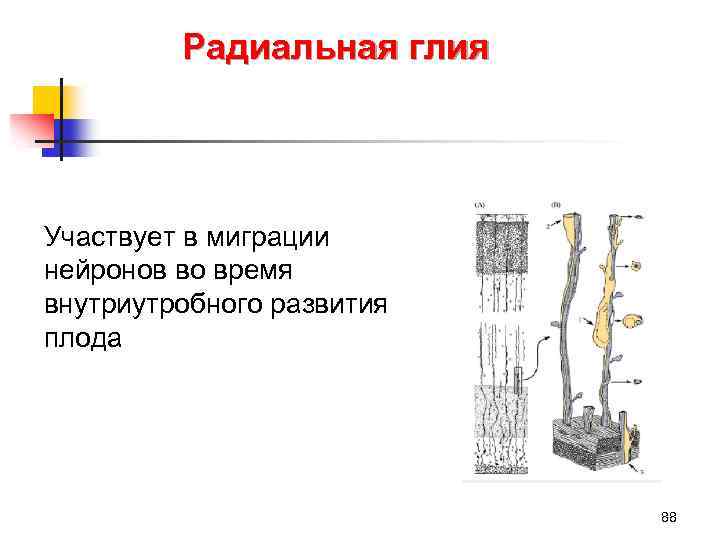Радиальная глия Участвует в миграции нейронов во время внутриутробного развития плода 88 