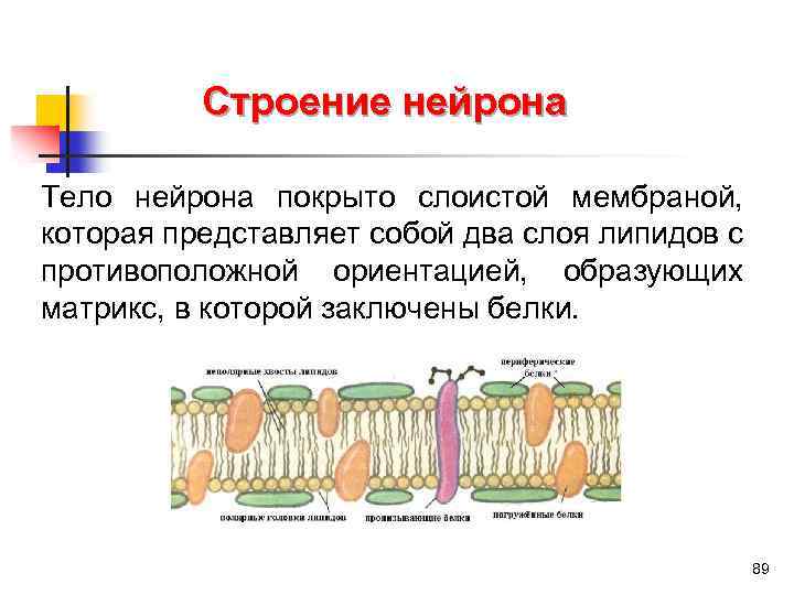 Строение нейрона Тело нейрона покрыто слоистой мембраной, которая представляет собой два слоя липидов с