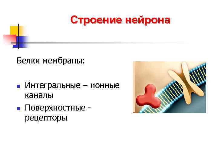 Строение нейрона Белки мембраны: n n Интегральные – ионные каналы Поверхностные - рецепторы 