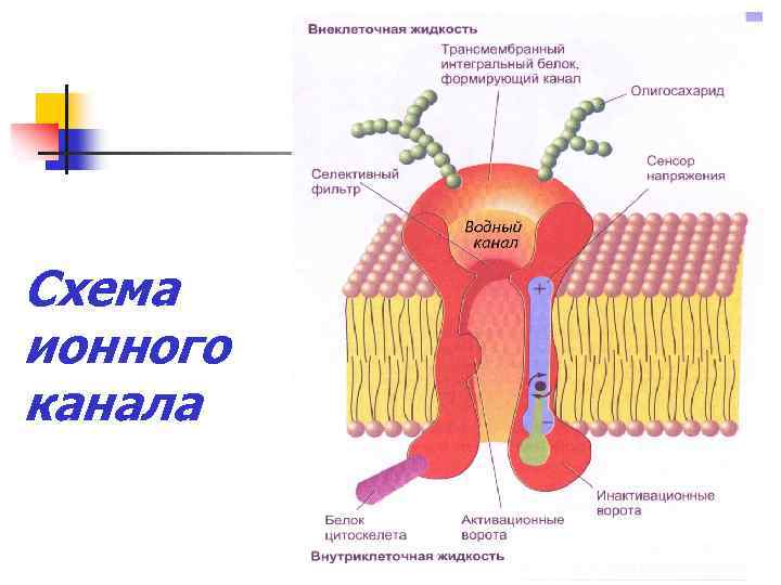 Схема ионного канала 