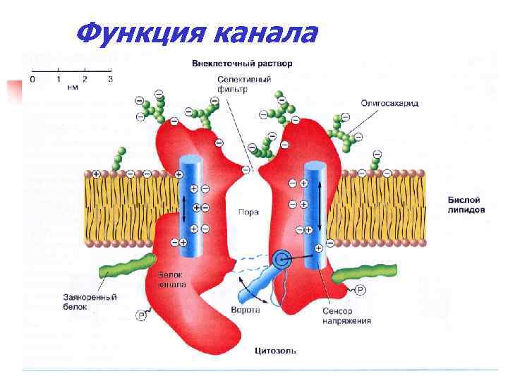 Функция канала 