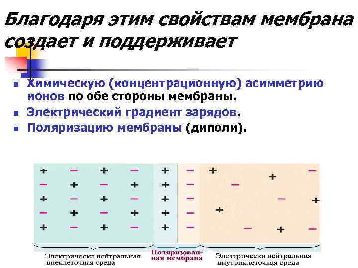 Благодаря этим свойствам мембрана создает и поддерживает n n n Химическую (концентрационную) асимметрию ионов