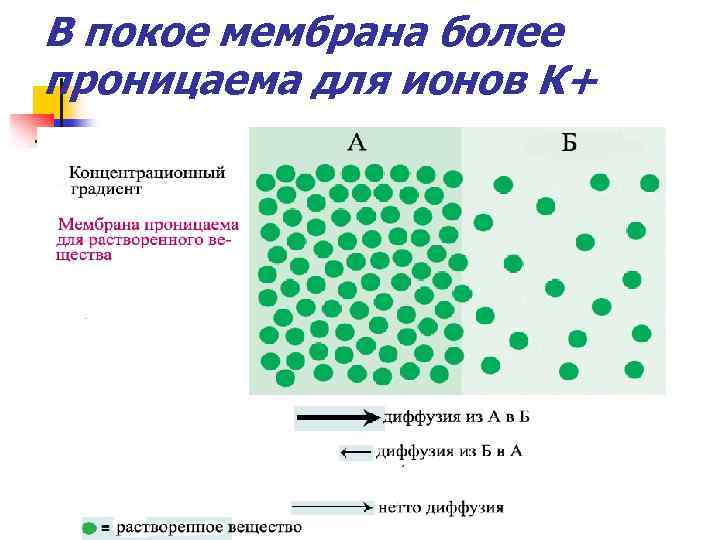 В покое мембрана более проницаема для ионов К+ 