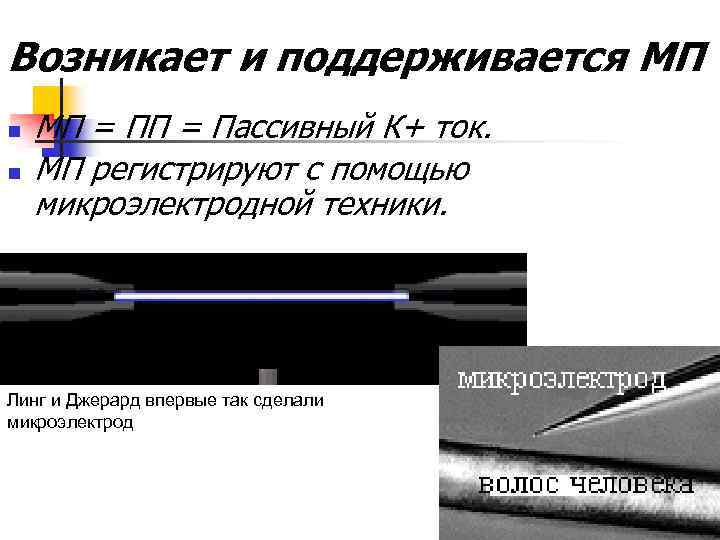 Возникает и поддерживается МП n n МП = Пассивный К+ ток. МП регистрируют с