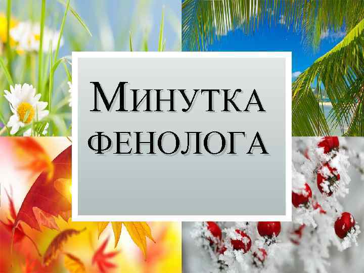 МИНУТКА ФЕНОЛОГА 