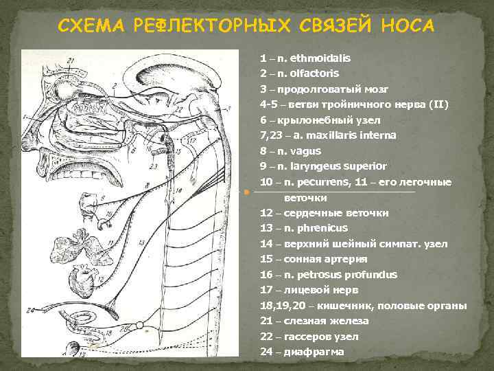 СХЕМА РЕФЛЕКТОРНЫХ СВЯЗЕЙ НОСА 1 – n. ethmoidalis 2 – n. olfactoris 3 –