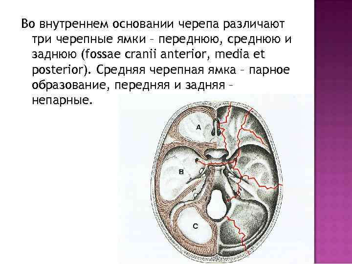 Во внутреннем основании черепа различают три черепные ямки – переднюю, среднюю и заднюю (fossae