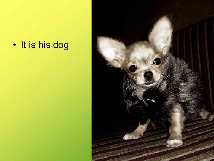  • It is his dog 