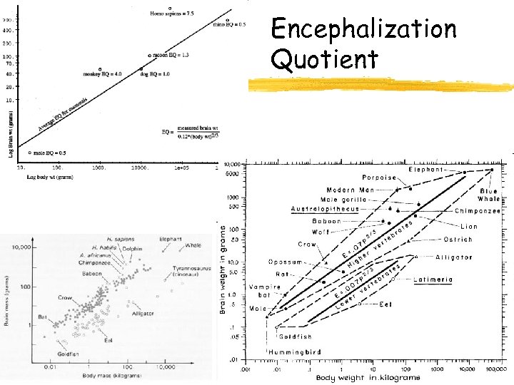 Encephalization Quotient 25 