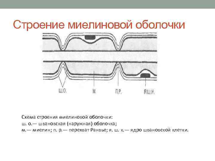 Строение миелиновой оболочки Схема строения миелиновой оболочки: ш. о. — швановская (наружная) оболочка; м.