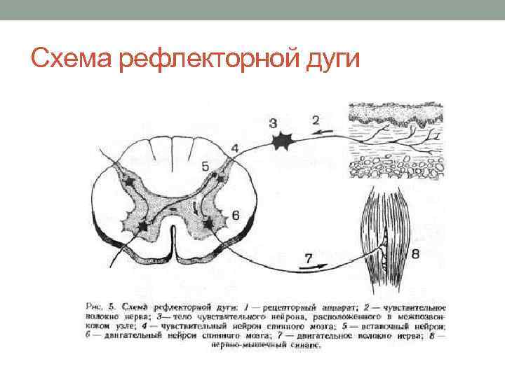 Простая рефлекторная дуга схема