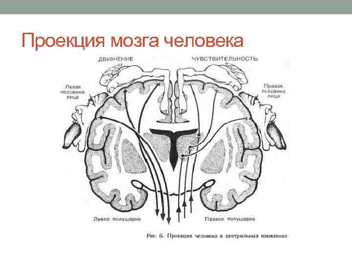 Проекция мозга человека 