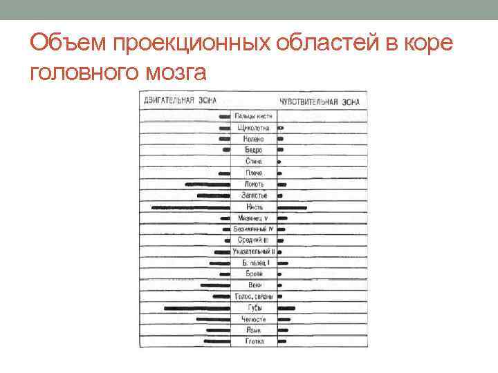 Объем проекционных областей в коре головного мозга 