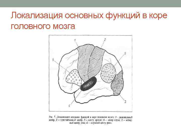 Локализация основных функций в коре головного мозга 