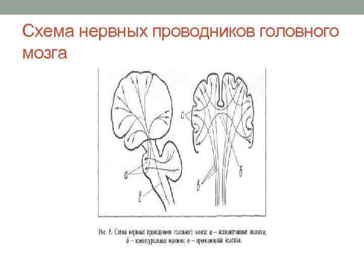 Схема нервных проводников головного мозга 