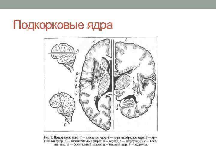 Подкорковые ядра 