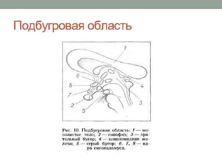Подбугровая область 