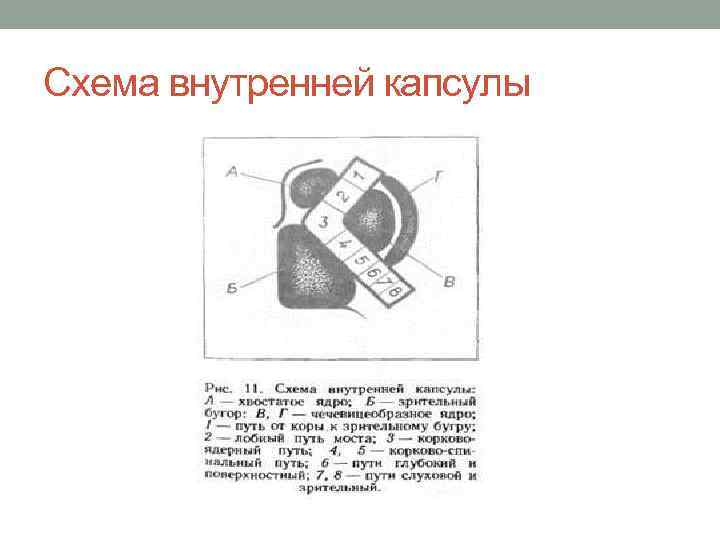 Схема внутренней капсулы 