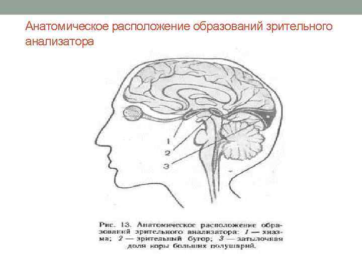 Анатомическое расположение образований зрительного анализатора 