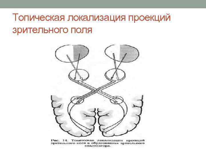 Топическая локализация проекций зрительного поля 